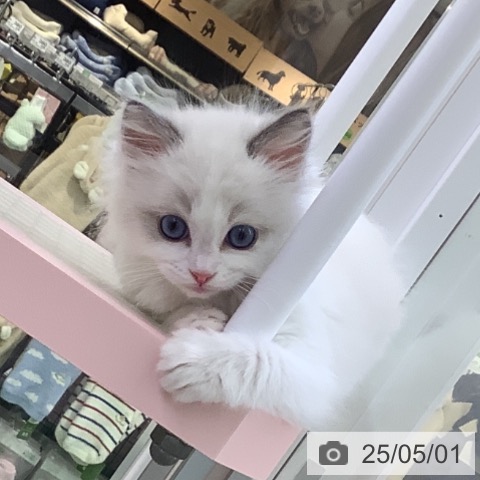 ラグドールの写真
