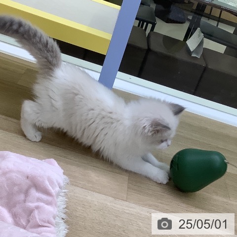 ラグドールの写真