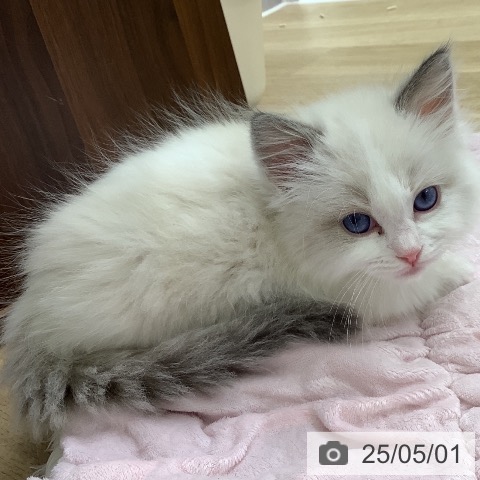 ラグドールの写真