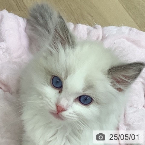 ラグドールの写真