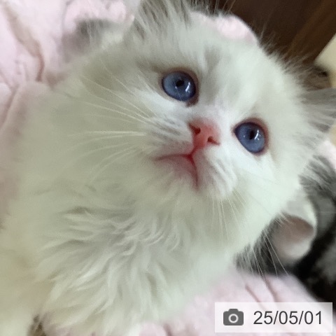 ラグドールの写真