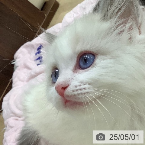 ラグドールの写真
