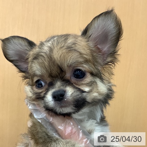 チワワの写真