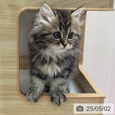 ペルシャの写真