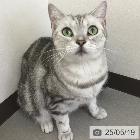 アメリカンショートヘアの写真