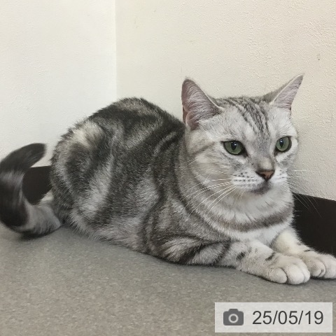 アメリカンショートヘアの写真