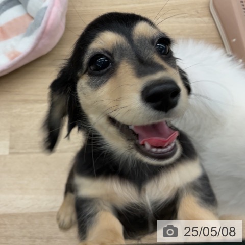 ミニチュア・ダックスフンドの写真