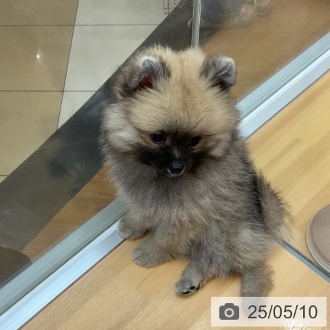 ポメラニアンの写真