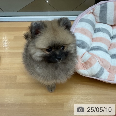 ポメラニアンの写真