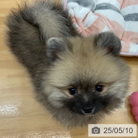 ポメラニアンの写真