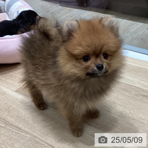 ポメラニアンの写真