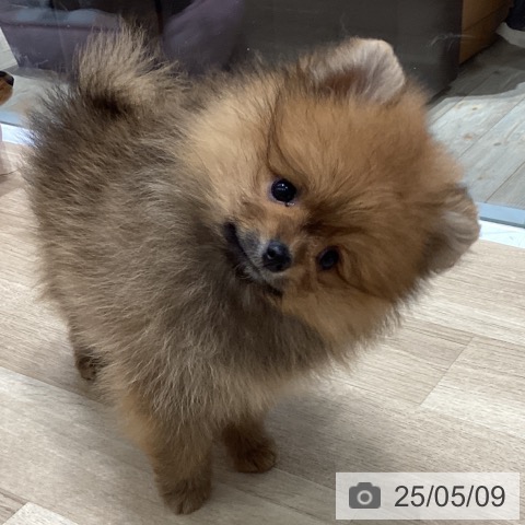 ポメラニアンの写真