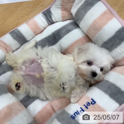 マルチーズの写真
