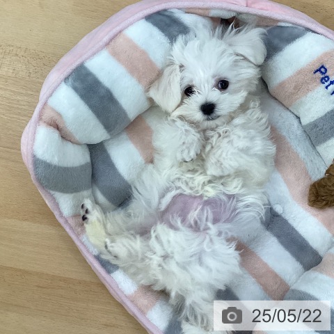 マルチーズの写真