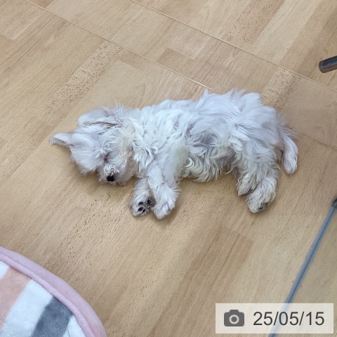 マルチーズの写真