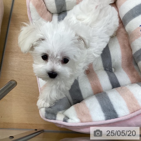 マルチーズの写真