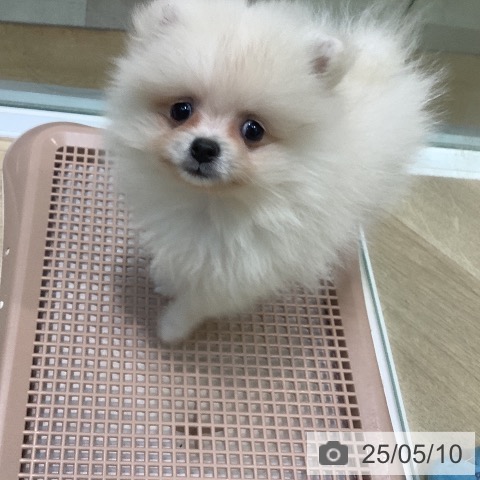 ポメラニアンの写真