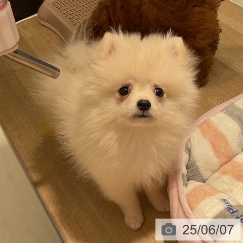 ポメラニアンの写真