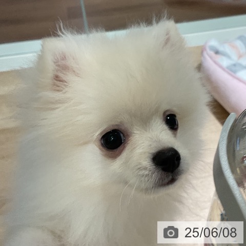 ポメラニアンの写真