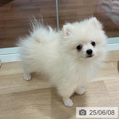 ポメラニアンの写真