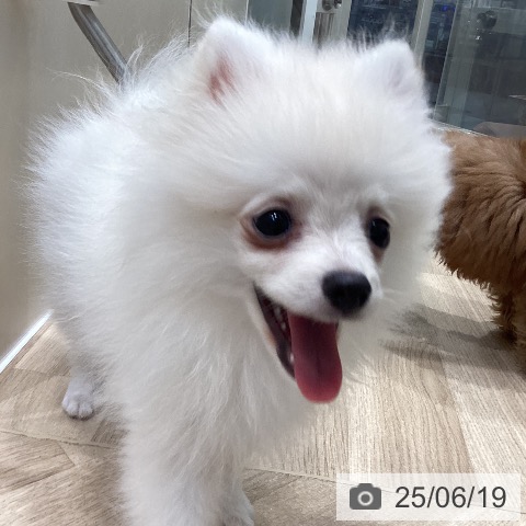 ポメラニアンの写真