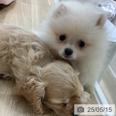 ポメラニアンの写真