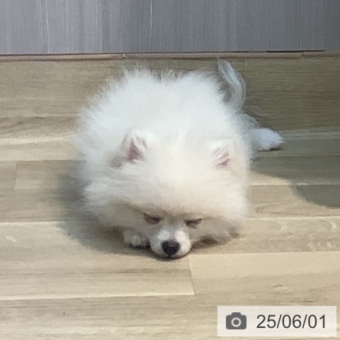 ポメラニアンの写真