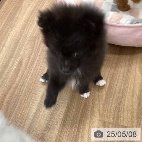 ポメラニアンの写真