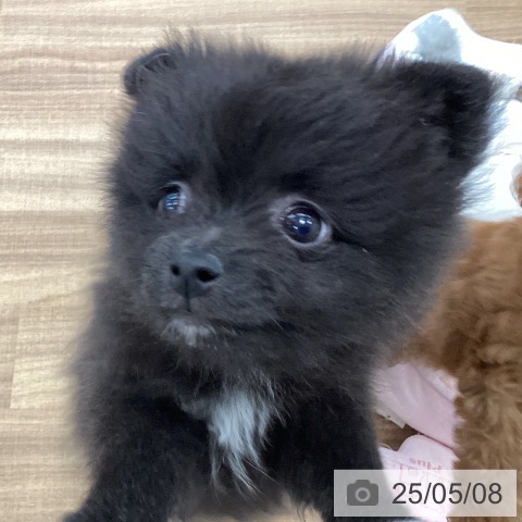 ポメラニアンの写真