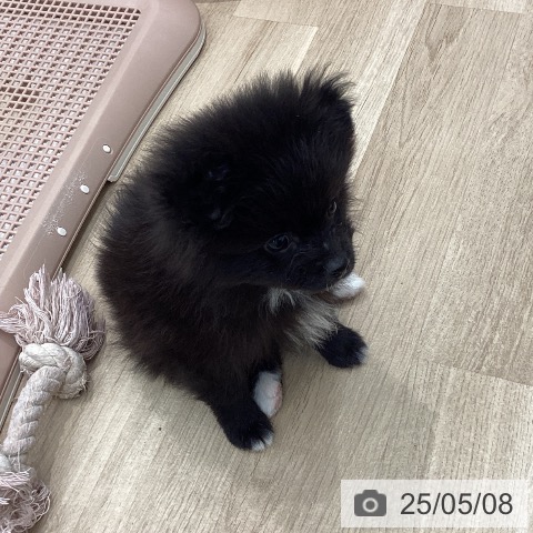 ポメラニアンの写真
