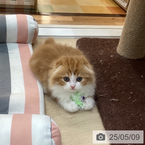 スコティッシュフォールドの写真
