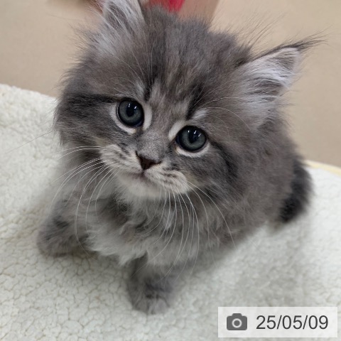 サイベリアンの写真