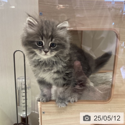 サイベリアンの写真