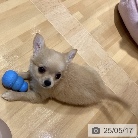 チワワの写真