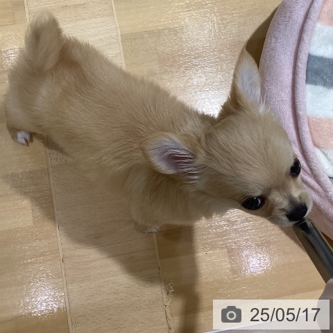 チワワの写真