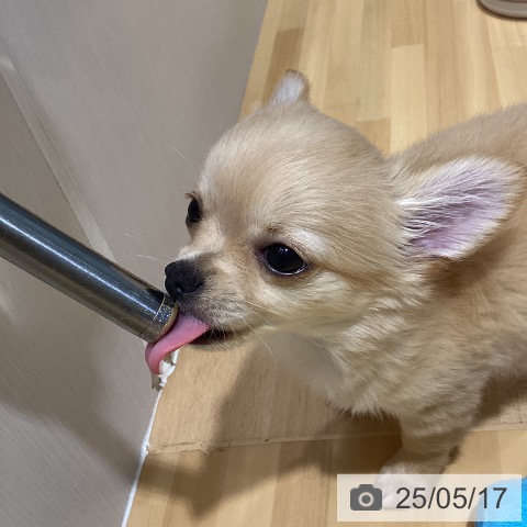 チワワの写真