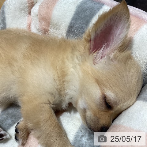 チワワの写真