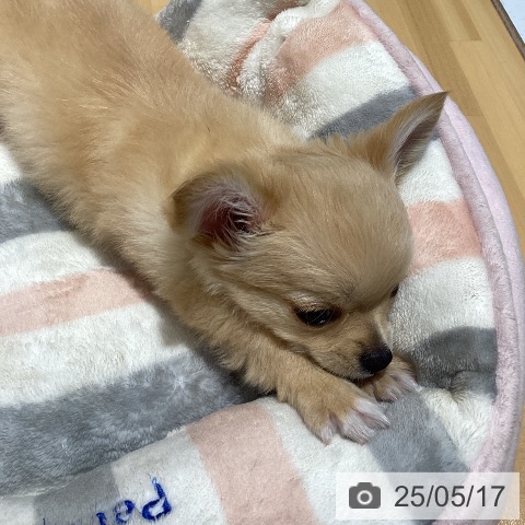 チワワの写真
