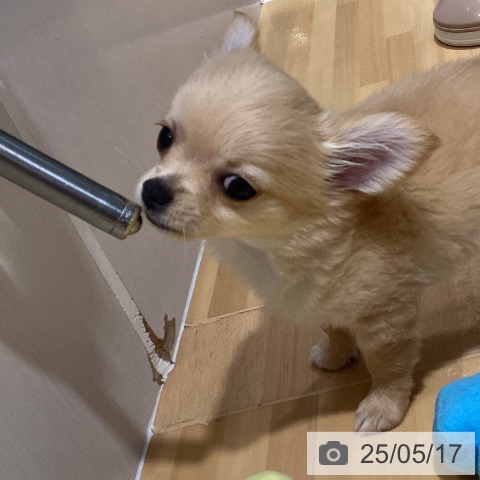 チワワの写真