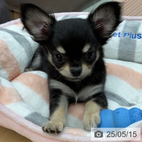 チワワの写真