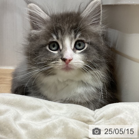 ノルウェージャンフォレストキャットの写真