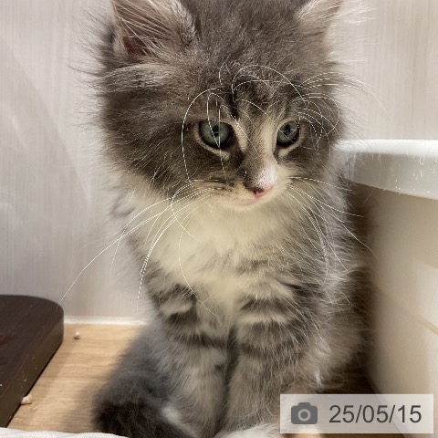 ノルウェージャンフォレストキャットの写真