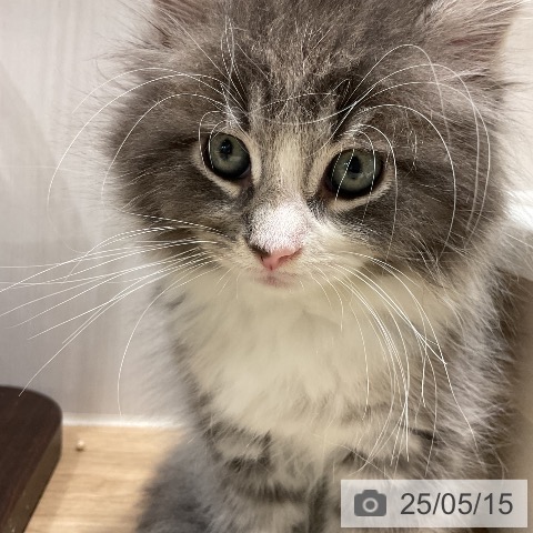 ノルウェージャンフォレストキャットの写真