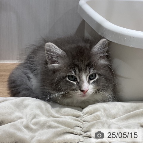 ノルウェージャンフォレストキャットの写真