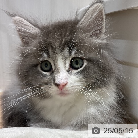 ノルウェージャンフォレストキャットの写真