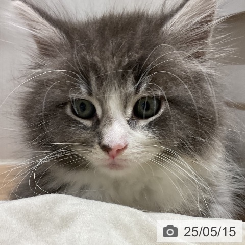 ノルウェージャンフォレストキャットの写真
