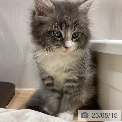 ノルウェージャンフォレストキャットの写真