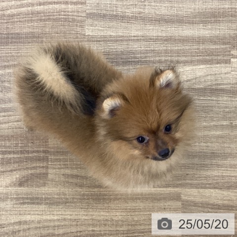 ポメラニアンの写真