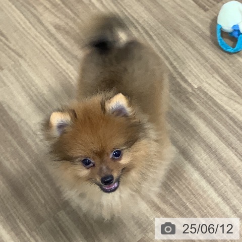 ポメラニアンの写真