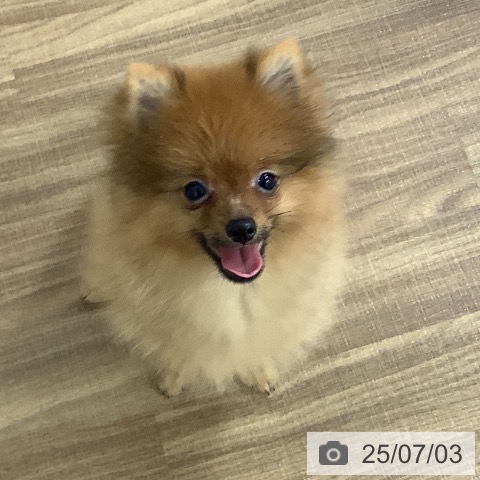 ポメラニアンの写真